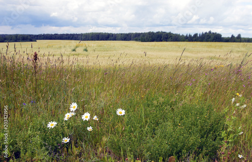 Camomiles