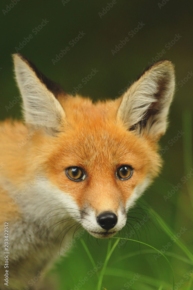 Fototapeta premium The red fox (Vulpes), largest of the true foxes, has the greatest geographic range of all members of the Carnivora order. Youngh. Juvenille