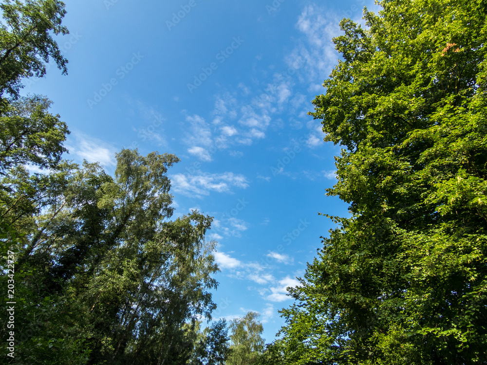 Sky and trees