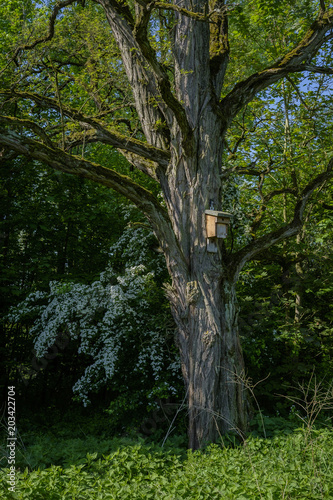 Gewöhnliche Robinie (Robinia pseudoacacia) mit Nistkasten