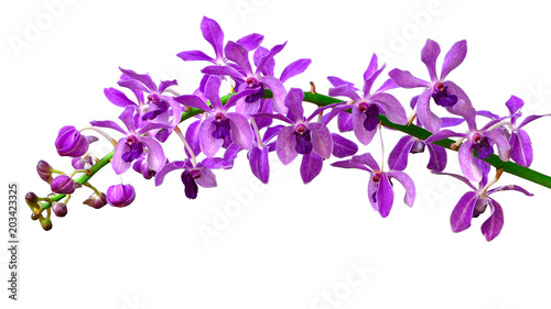 Purple orchids flower bouquet isolated on white background.