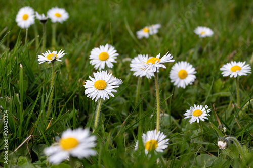 Closeup of daisies in the garden in spring