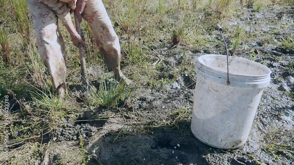 Crab hunter digging into rice field soil and catching mud crabs ( close up )