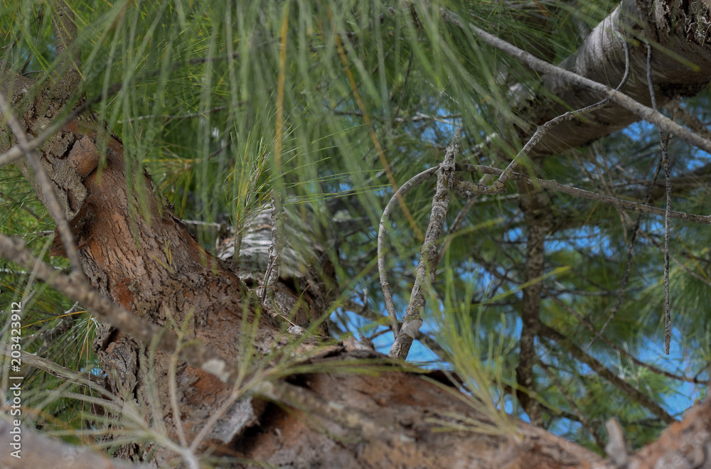 Naklejka premium Im Baum, Inneres einer Kiefer mit Nadeln und Stamm