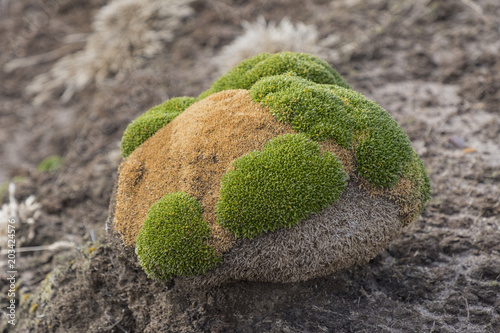 Moss ( Codriophorus laevigatus ), Saunder's Island, The Falklands photo