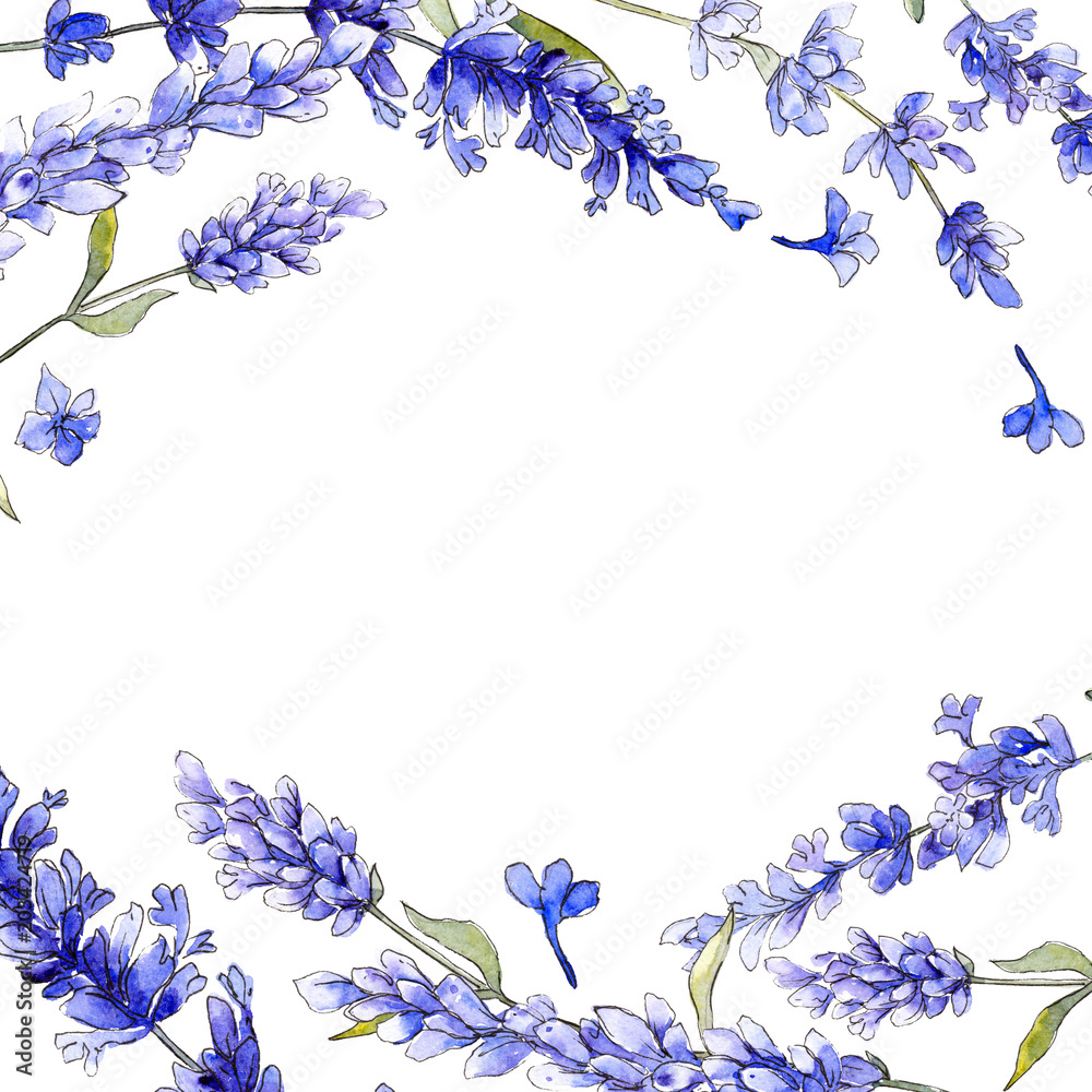 Violet lavender. Floral botanical flower. Wild spring leaf wildflower isolated. Aquarelle wildflower for background, texture, wrapper pattern, frame or border.