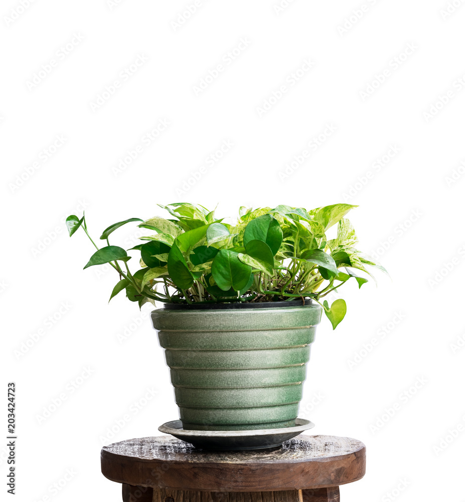 House plant in potted isolated on white background