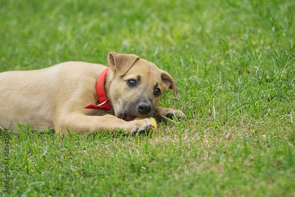 Cute greyhound puppy playing in the garden in summer 