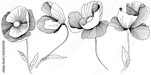 Wildflower poppies flower in a vector style isolated. Full name of the plant: poppies. Vector wildflower for background, texture, wrapper pattern, frame or border.