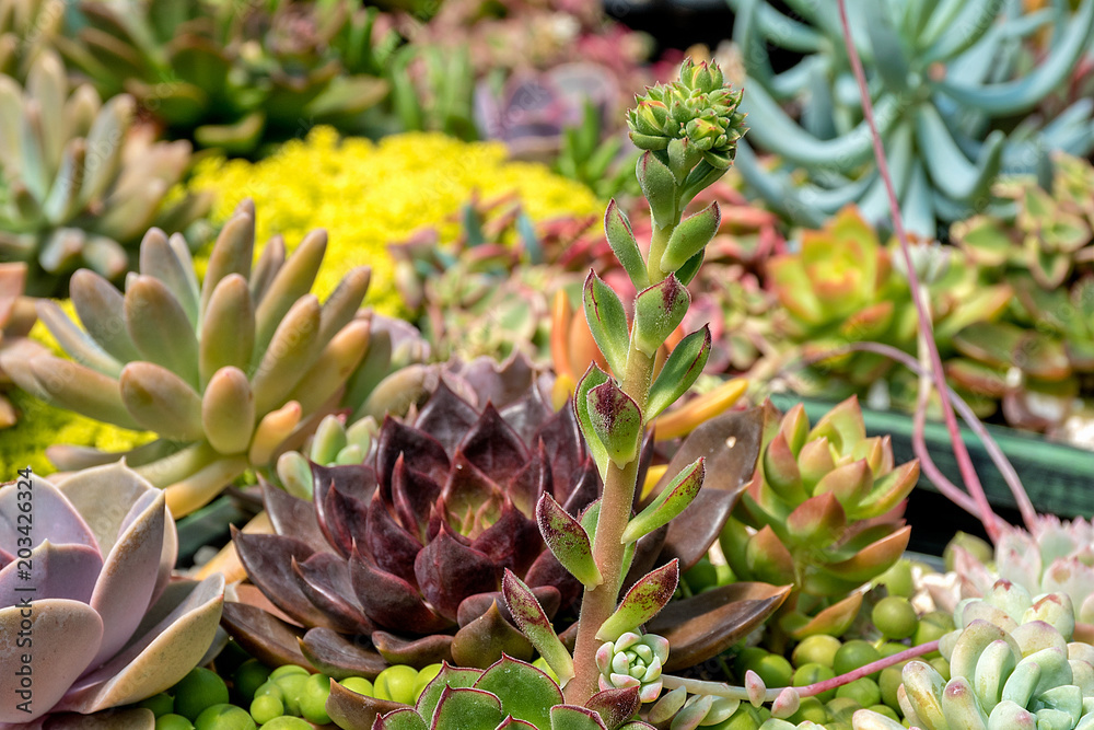 close up of a variety of succulent plants close up of a variety of succulent plants
