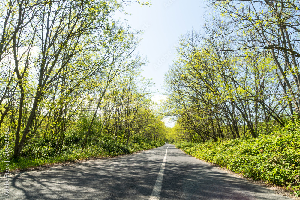 forest road 