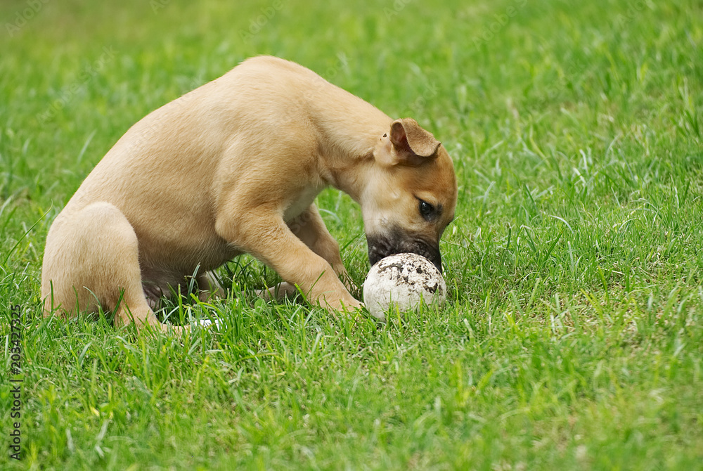 Cute greyhound puppy playing with a ball outdoor in the garden
