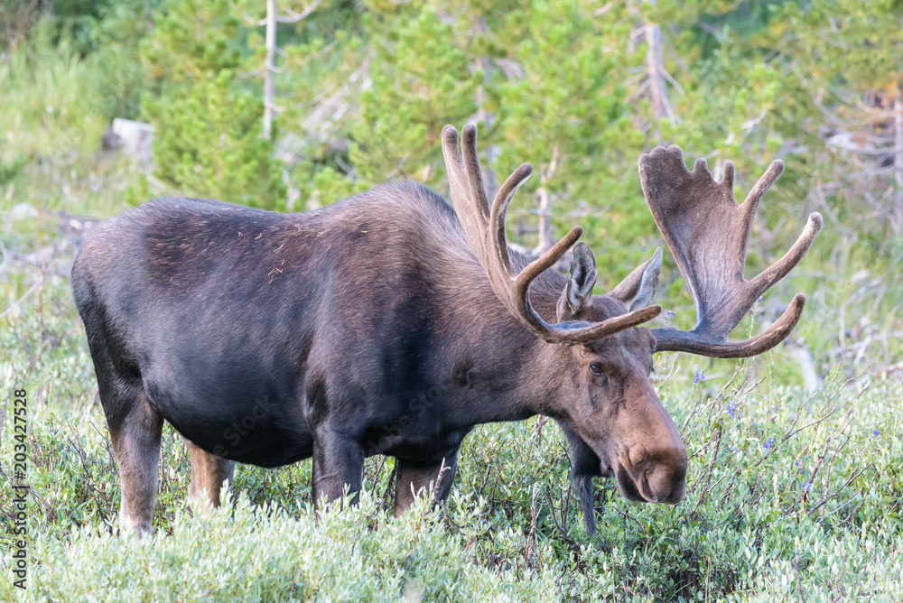 Shiras Moose of The Colorado Rocky Mountains Shiras Moose of The Colorado Rocky Mountains