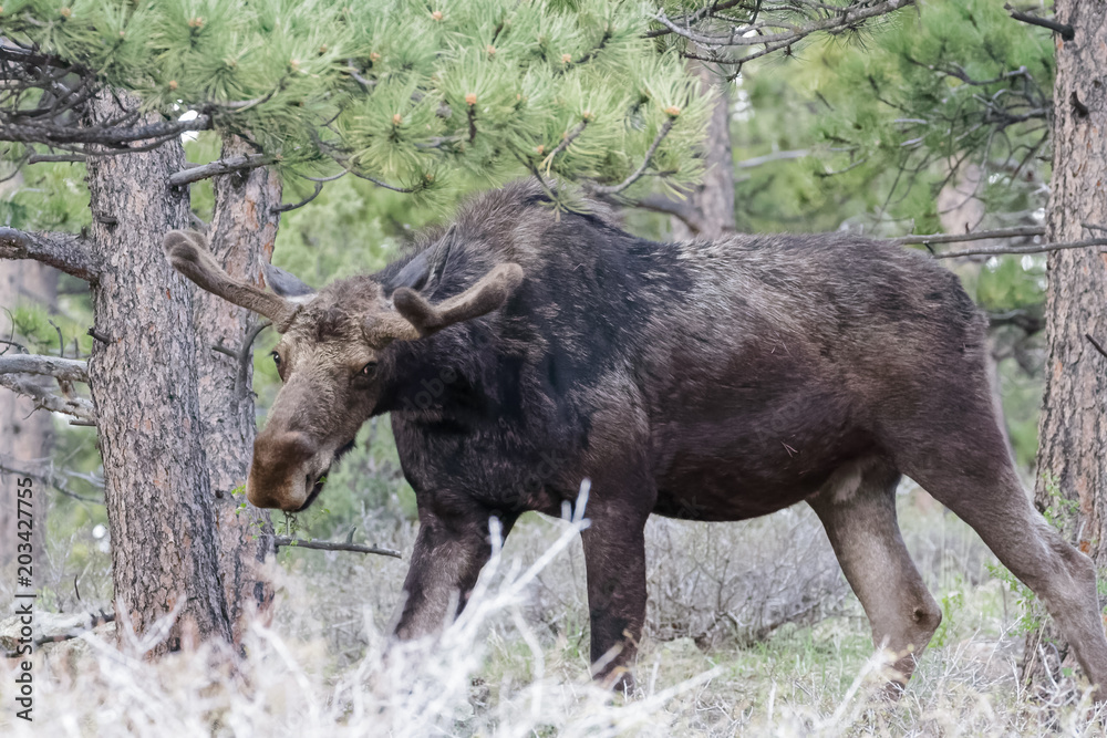 Shiras Moose of The Colorado Rocky Mountains Shiras Moose of The Colorado Rocky Mountains