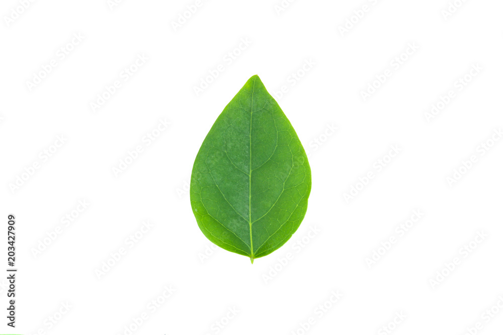 green leaf isolated on white background