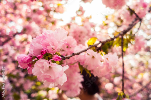 A Close-up of the Oriental Cherry in China