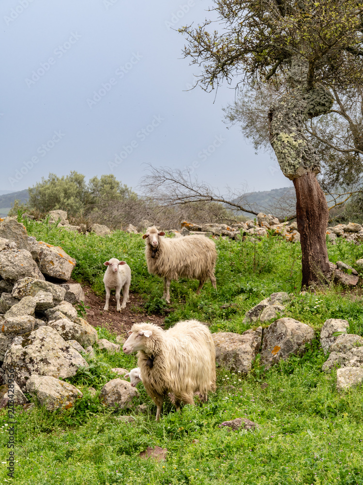 Obraz premium Sheep grazing on the hills of Sardinia