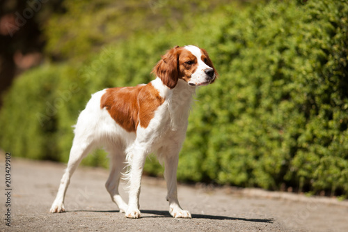 Obraz na plátně epagneul breton beautiful portrait in hunting white-red