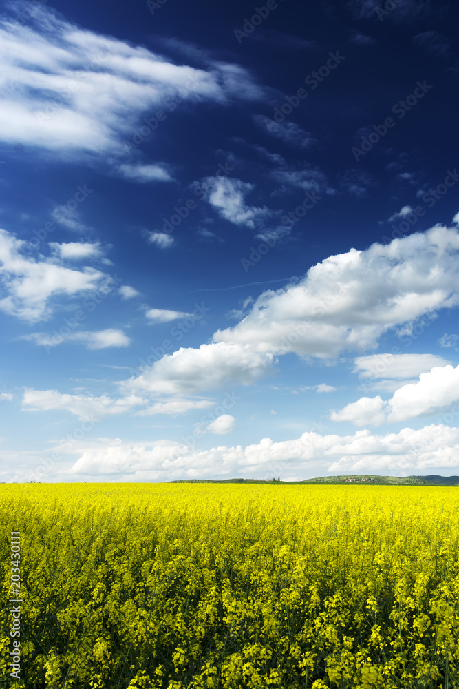 Canola field in spring time Canola field in spring time