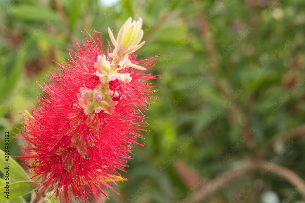 Head Powder Puff flower in garden closeup macro colorfull Head Powder Puff flower in garden closeup macro colorfull