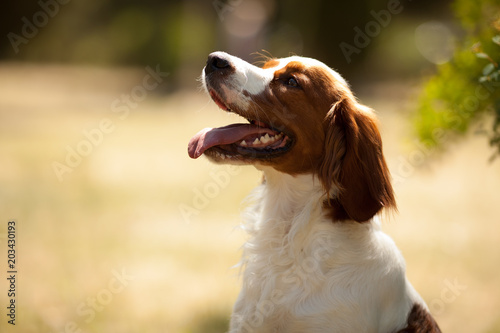Foto epagneul breton beautiful portrait in hunting sits