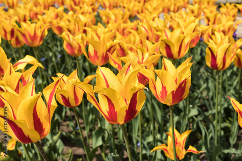 yellow red tulip garden closeup fire like fresh flowers