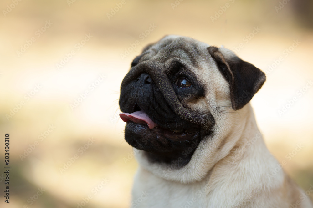 dog breed pug beautiful portrait isolated on nature