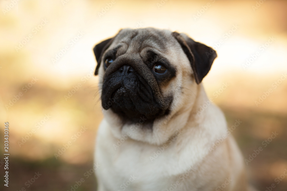 dog breed pug beautiful portrait isolated on nature