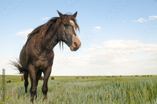 portrait of a wild horse