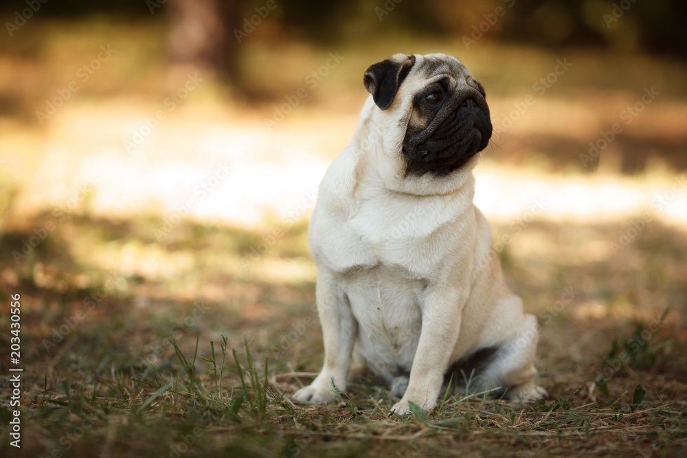 cute pug dog sitting on the grass glare of the sun in the background cute pug dog sitting on the grass glare of the sun in the background