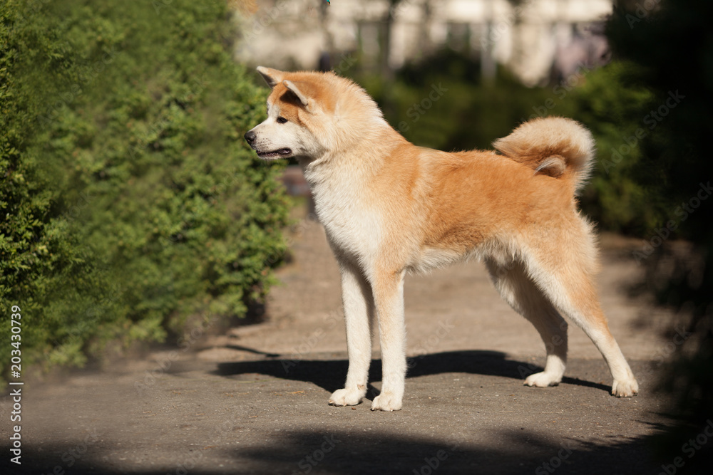 cute canine breed Japanese akita inu portrait