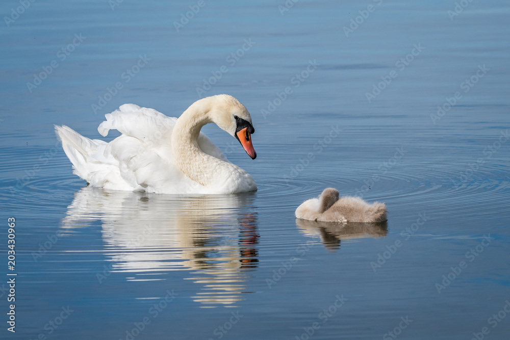 Obraz premium Mute swan