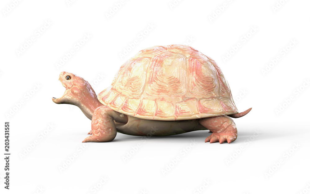 Naklejka premium 3d Illustration Albino Tortoise Isolate on White Background with Clipping Path. White Turtle.