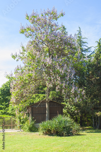 Empress tree or princess tree, or foxglove tree, latin name Paulownia tomentosa, recorded in Saint Konstantin and Helen resort, Bulgaria.
