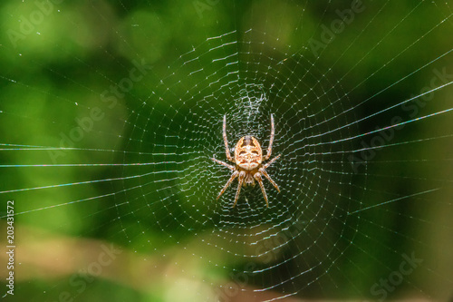 Spider on the web in the sunshine