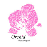 Orchid flower sign, logo. Phalaenopsis blossom. Hand drawn vector illustration isolated on white.