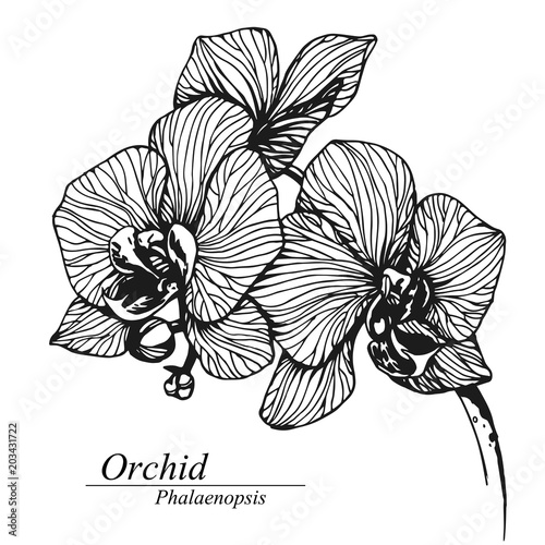 Orchid flowers. Phalaenopsis in blossom. Black and white hand drawn vector illustration, isolated on white.
