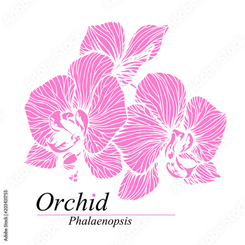 Orchid flowers. Phalaenopsis blossom. Hand drawn vector illustration isolated on white.