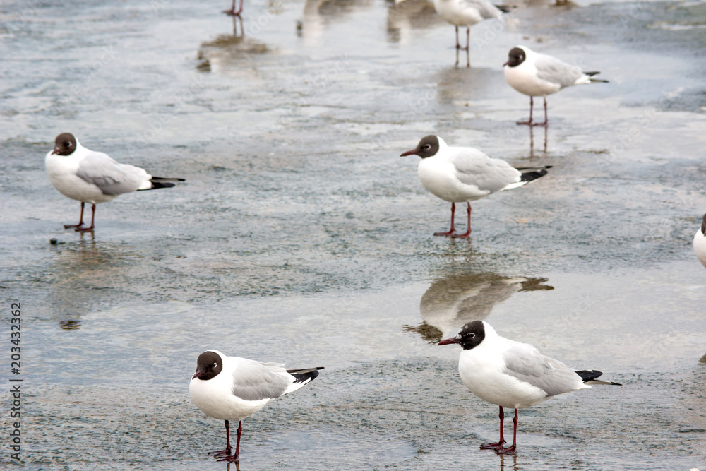 Fototapeta premium seagulls near the sea