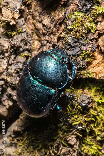 Foto Dung beetle or Oreina sp. Coleoptera (Chrysomelidae) Beetle