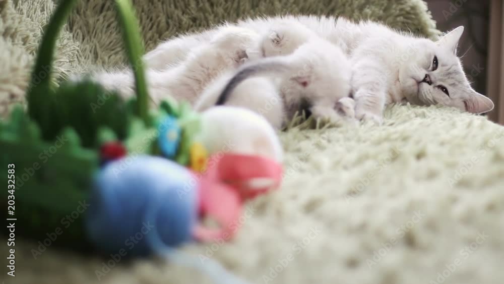 The kittens are eating into the mother's milk of cats.Cat and kitten. Love and tenderness