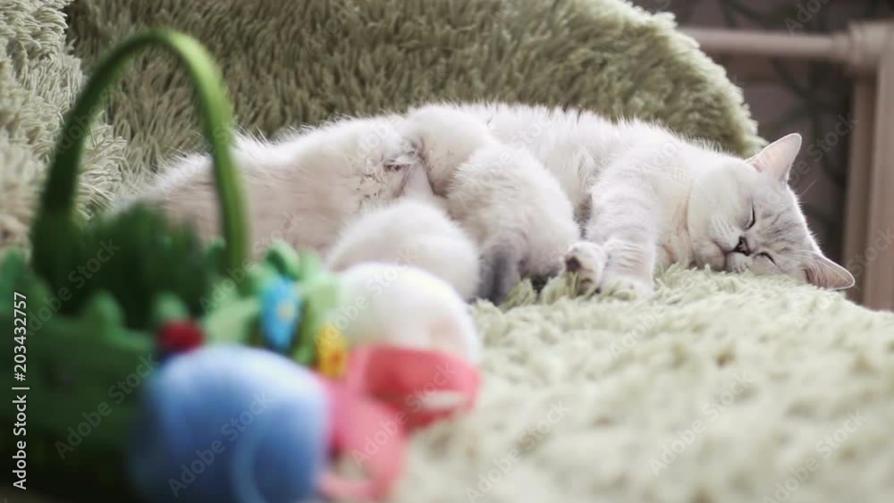 The kittens are eating into the mother's milk of cats.Cat and kitten. Love and tenderness The kittens are eating into the mother's milk of cats.Cat and kitten. Love and tenderness