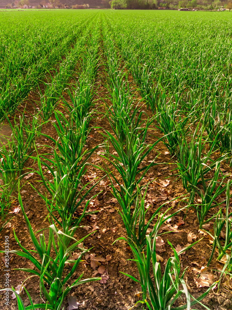 Obraz premium Garlic producing fields