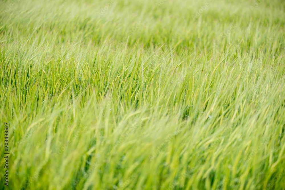 Field of cereals Field of cereals
