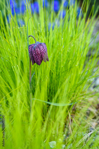 Fototapeta Naklejka Na Ścianę i Meble -  Vertical image of a single Checkered Lily (Fritillaria) in bloom along with bright yellow green leaves
