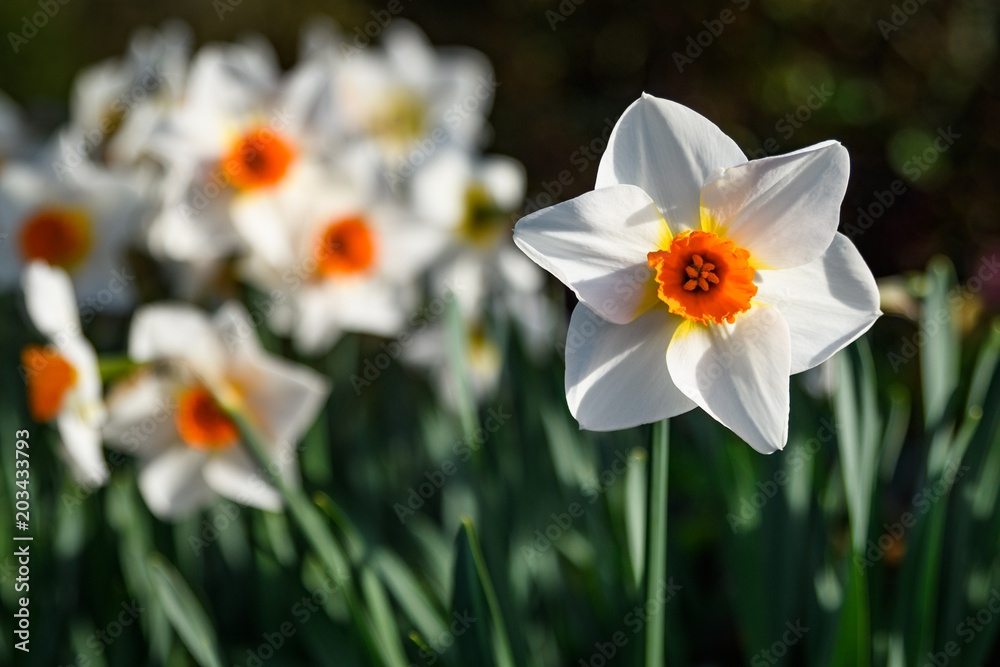 Single daffodil bloom standing out from a group of daffodils in the garden
Single daffodil bloom standing out from a group of daffodils in the garden