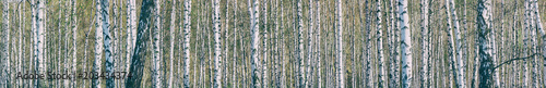Birch grove on a sunny spring day  landscape banner  huge panorama
