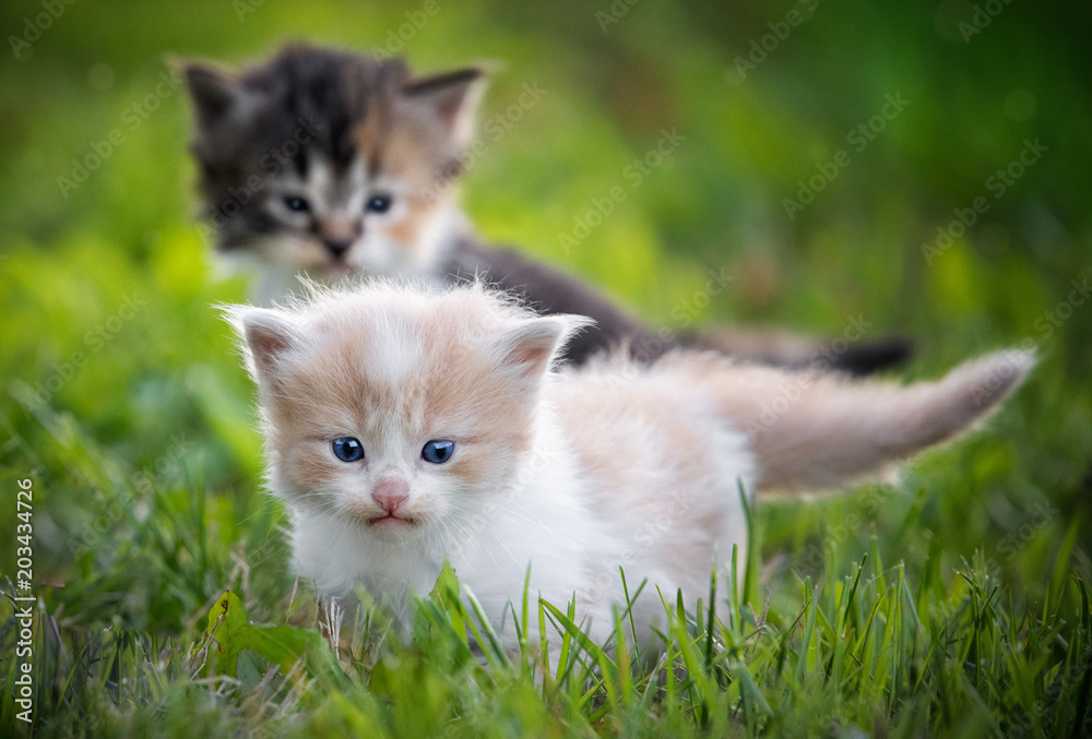 kittens in grass