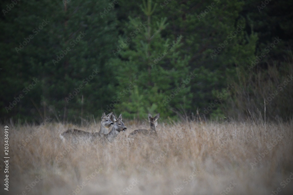 Deer in the wild Deer in the wild