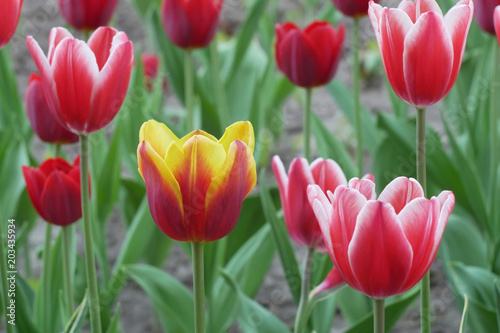 Tulip flowering close-up